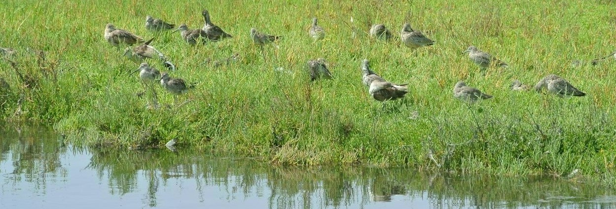 birds on a grassy water bank
