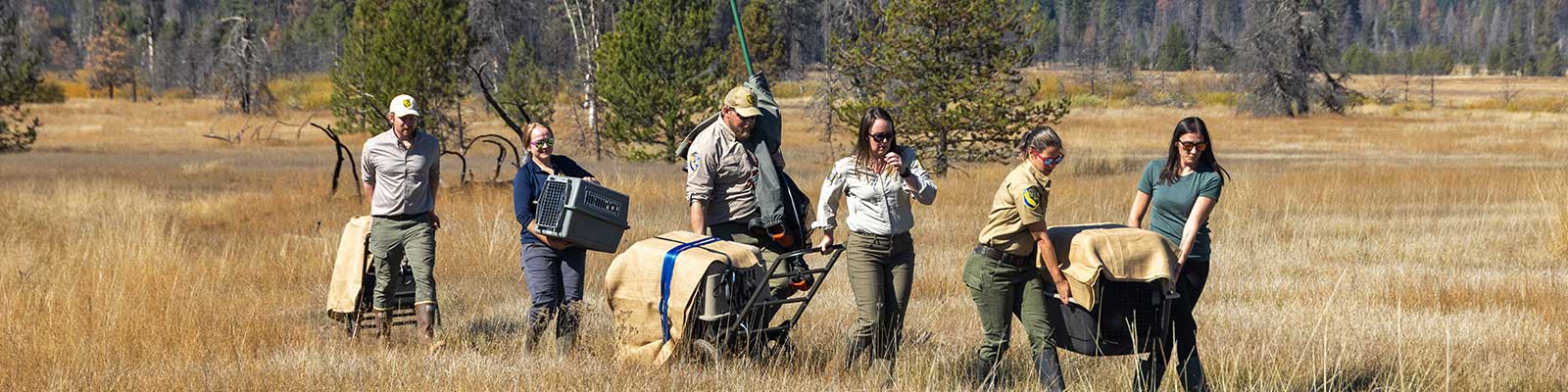people walking through field carrying animal crates