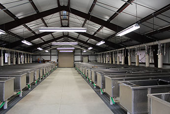 Aluminum tanks inside new hatchery building for hatching eggs and rearing fry.  Photo 2014