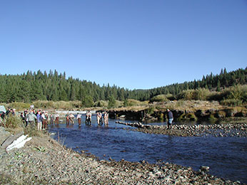 Kokanee egg collection at Little Truckee River