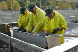 CDFW staff sorting fish