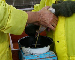 Workers extracting sperm from mature male fish