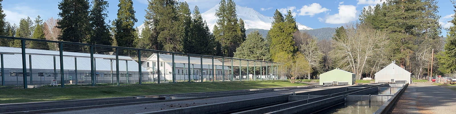 Mnt Shasta hatchery raceways on a sunny day