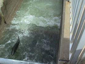 Fish returning to hatchery using fish ladder