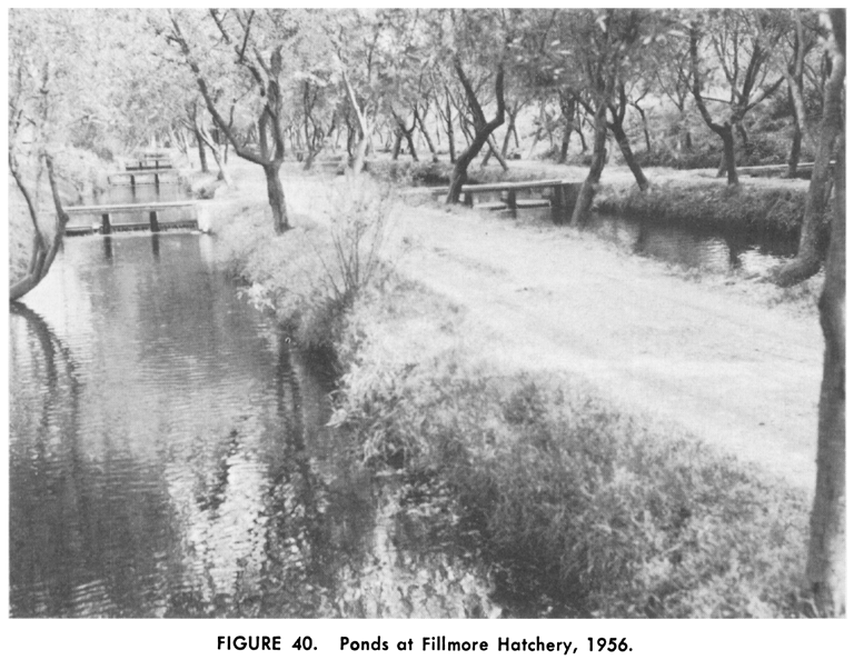 Ponds at Fillmore Hatchery, 1956 - narrow ponds between tree lined roads