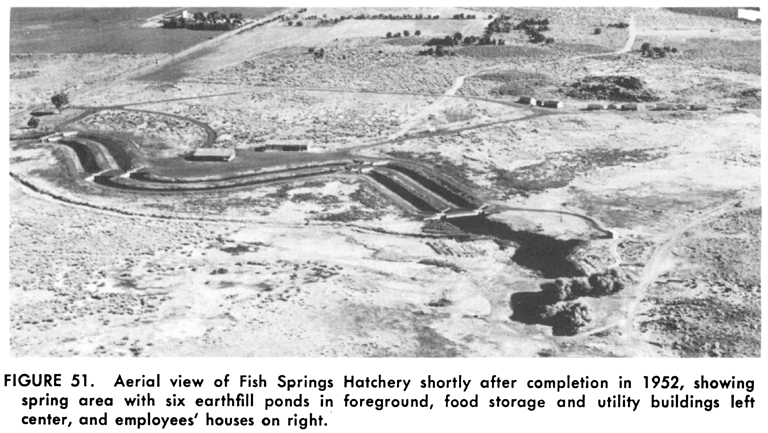 Aerial view of Fish Springs Hatchery shortly after completion in 1952, showing spring area with six earthfill ponds, food storage and utility buildings, employee housing