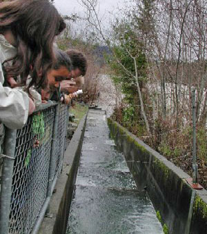 tiered cement ponds ascend a river bank with fences on both sides and people observing