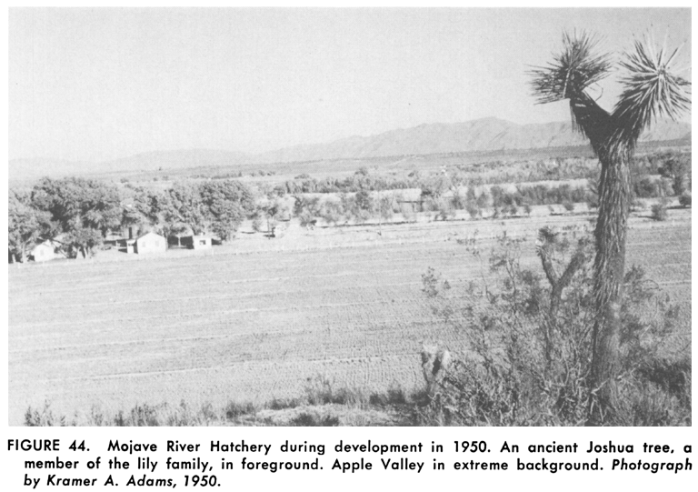 FIGURE 44. Mojave River Hatchery during development in 1950. An ancient Joshua tree, a member of the lily family, in foreground. Apple Valley in extreme background. Photograph by Kramer A. Adams, 1950. (desert landscape)