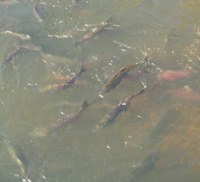 Chinook Salmon in Mokelumen River
