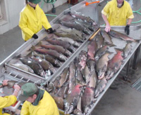Fish on a sorting table