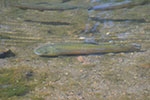 Brown Trout in Mt Shasta Pond