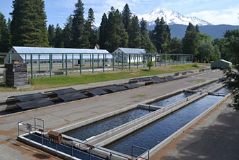 hatchery ponds and buildings with tall trees and snow-capped Mt. Shasta in the distance