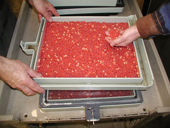 Fertilized eggs in incubator tray