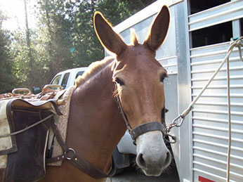 horse next to trailer