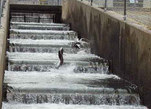 Fish jumping up fish ladder