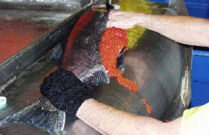 Eggs being removed from fish