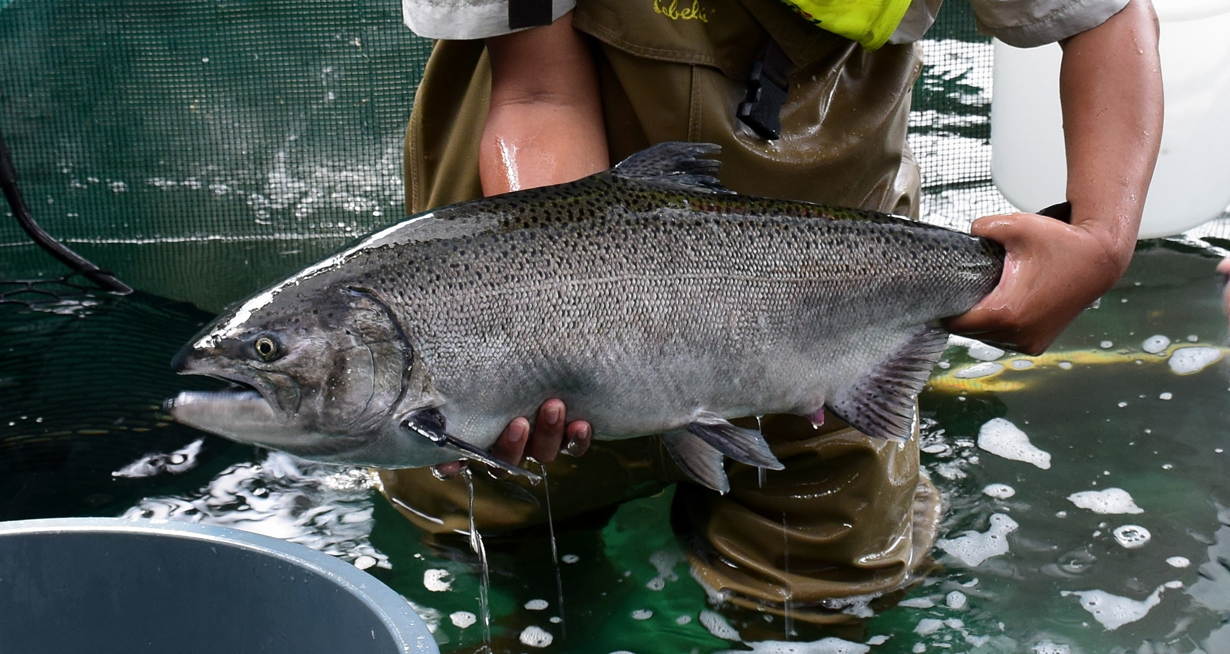 Staff member in waders standing knee deep in water. They are holding an adult salmon out of the water with both hands.