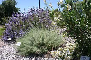 Native California vegetation gardens at San Joaquin Hatchery 
