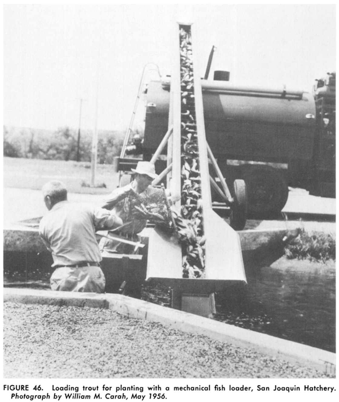 1956 photo of mechanical fish loader