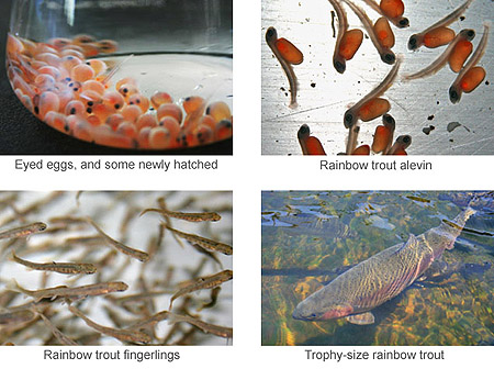 Photos of trout as eyed eggs, alevin, fingerlings, and trophy-size fish