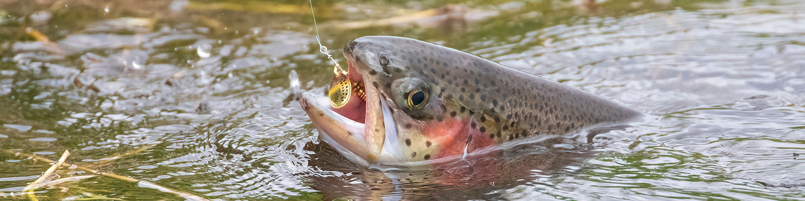 rainbow trout caught on fishing line