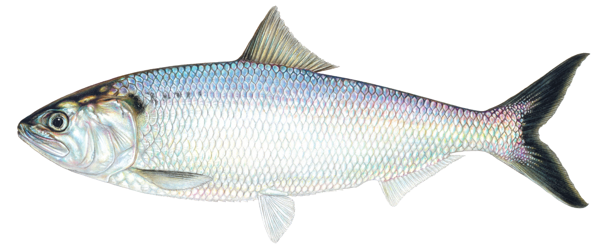 American Shad Illustration © Joseph R. Tomelleri