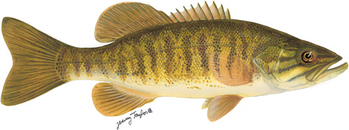 smallmouth bass illustration by Jeremy Taylor