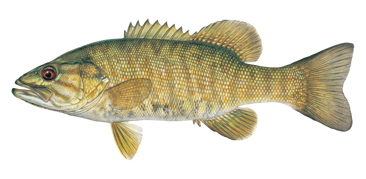 Smallmouth Bass illustration © Joseph R. Tomelleri