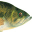 link to Black Bass information
