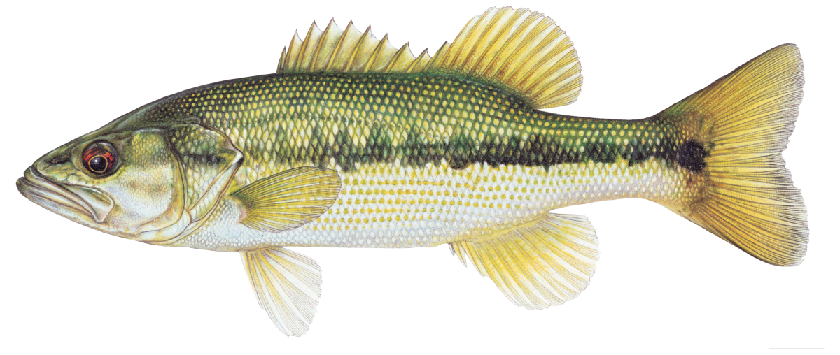 Spotted Bass illustration © Joseph R. Tomelleri