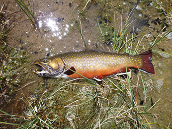 Fishing for Brook Trout in the Indian Peaks Wilderness Area 