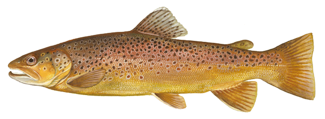 brown trout - back and sides are marked with olive brown to black spots