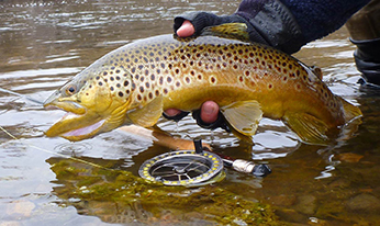 Brown Trout Fishing HOW TO 