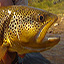 link to Brown Trout information