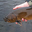 link to Bull Trout information
