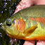 link to California Golden Trout information