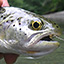 link to Coastal Cutthroat Trout information