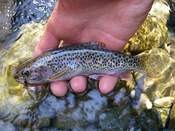 Fishing for Coastal Cutthroat Trout