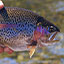 link to Brook Trout information