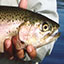 link to Eagle Lake Rainbow Trout information
