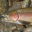 link to Kern River Rainbow Trout information