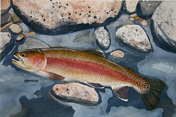 Kern River rainbow trout watercolor by Mark Jessop of Troutfin Studio