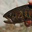 link to Lahontan Cutthroat Trout information