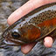 link to Brook Trout information