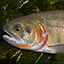 link to Paiute Cutthroat Trout information