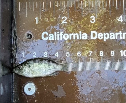 small fish on measuring board