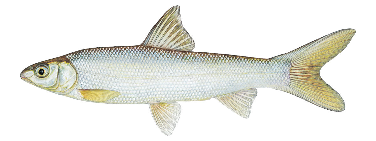 Sacramento Splittail © Joseph R. Tomelleri