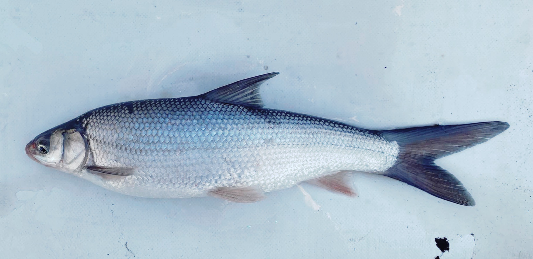 Sacramento Splittail photo out of water