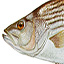 link to Striped Bass information