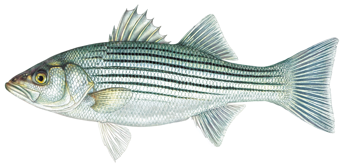Striped Bass illustration © Joseph R. Tomelleri
